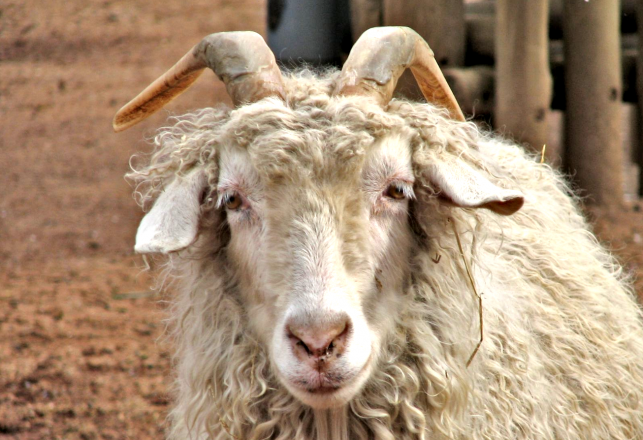 The Goats Who Stare at Men: Are Our Barnyard Friends Secretly Crying For Help?