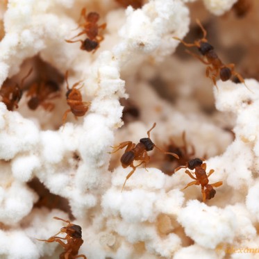 Ants Invented Farming 50 Million Years Before Humans Did