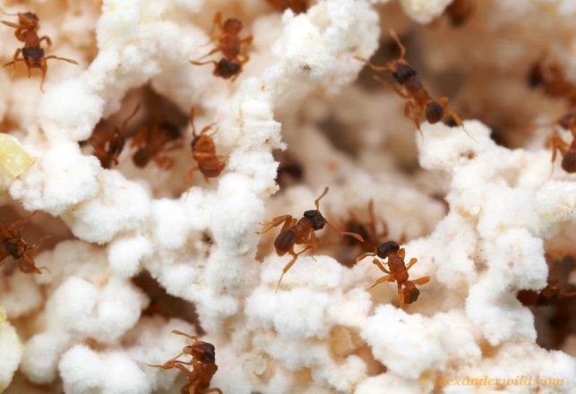 Ants Invented Farming 50 Million Years Before Humans Did