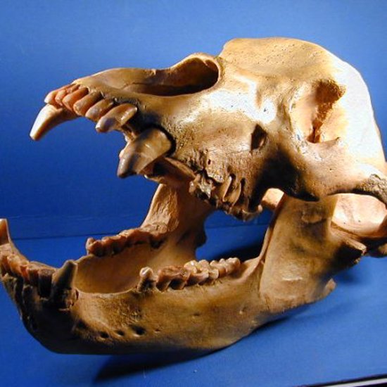 Vegetarian Diet May Have Caused Cave Bear Extinction