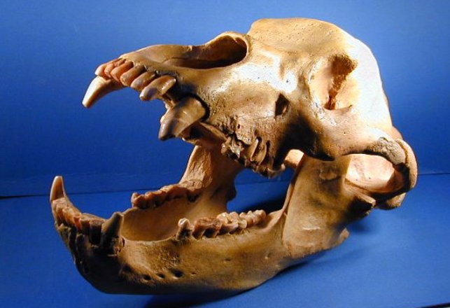 Vegetarian Diet May Have Caused Cave Bear Extinction