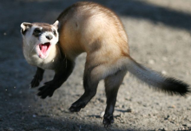 Introduction of Dead DNA Proposed to Save Ferret Population