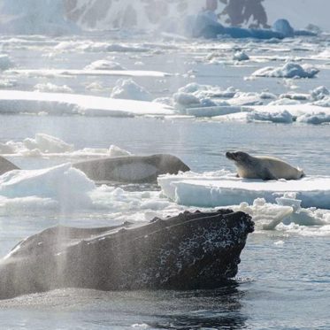 No One Knows Why Humpbacks Are Saving Seals from Killer Whales