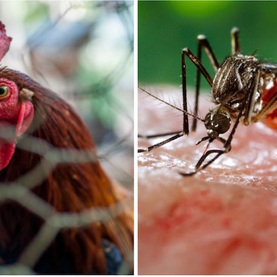 Chicken Odor Repels Malaria-Carrying Mosquitoes