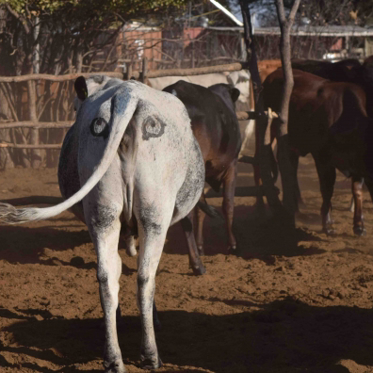 Scientists Draw Eyes On Cow Butts To Scare Away Lions