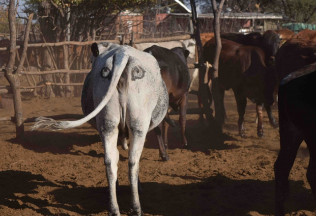 Scientists Draw Eyes On Cow Butts To Scare Away Lions