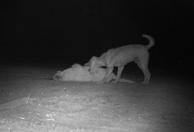 Maybe the Dingo Ate Your Dingo!