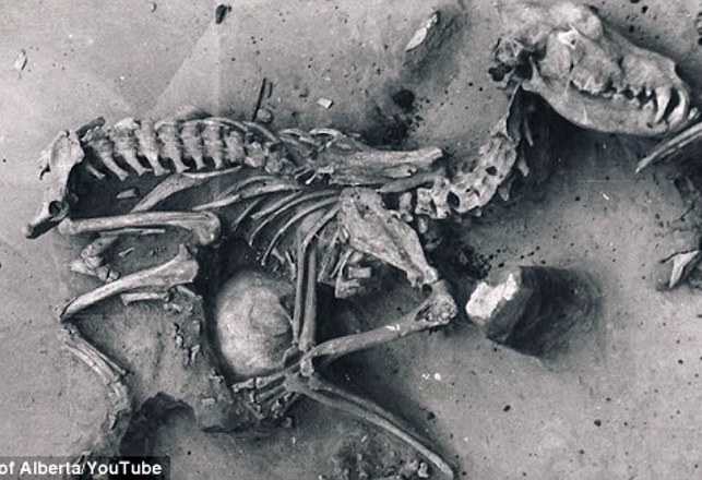 Ancient Dog Graveyard Found at Siberia’s Lake Baikal