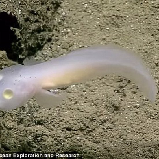 Strange Ghost Fish Seen Alive For The First Time Ever
