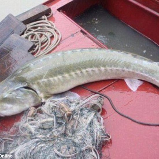 Strange Vicious Carnivorous Fish Caught in Chinese River