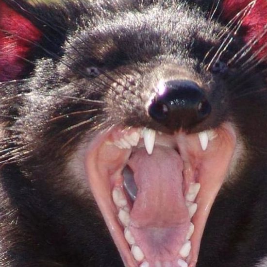 Unknown Flesh-eating Marsupial Discovered in Australia