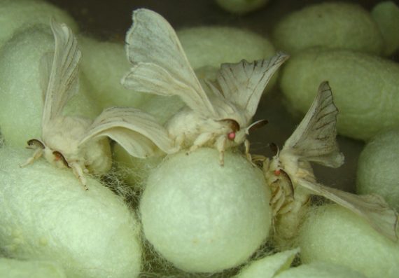 genetically altered silk moths 570x397
