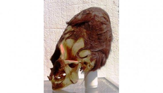 hair elongated skull paracas 570x324