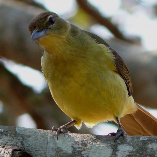 Wild Birds Mysteriously Guide Humans To Honey When Sung To