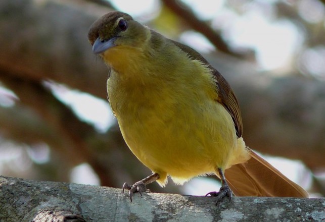 Wild Birds Mysteriously Guide Humans To Honey When Sung To