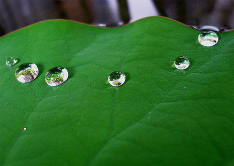 Lotus leaves have a remarkable ability to repel water.