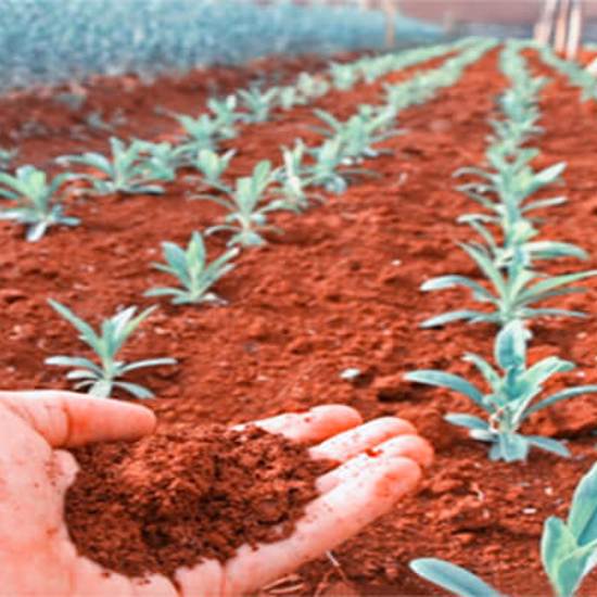 Crops Grown On ‘Martian’ Soil Are Safe To Eat