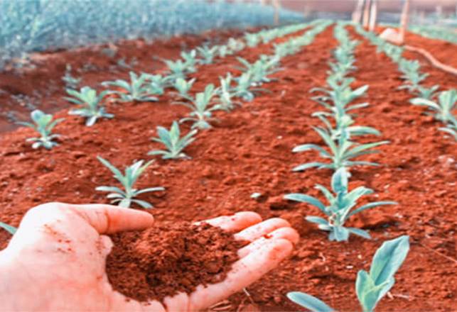 Crops Grown On ‘Martian’ Soil Are Safe To Eat