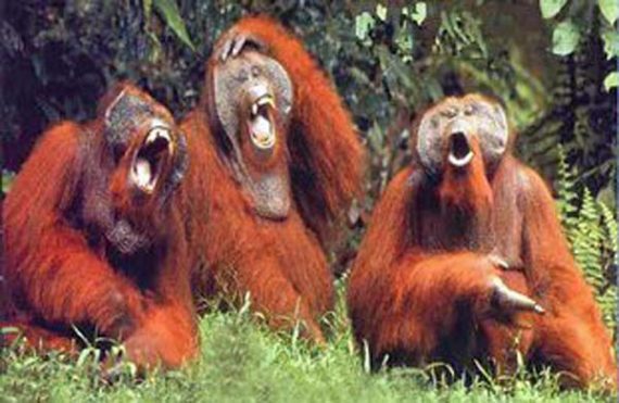 monkeys singing 570x371