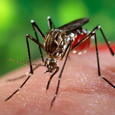 Mysterious Zika Case in Utah Baffles Experts