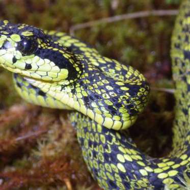 After Mistaken Identity, A New Venomous Snake is Discovered