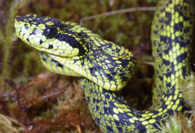 After Mistaken Identity, A New Venomous Snake is Discovered