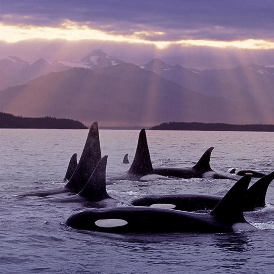 Killer Whale Evolution Driven By Whale Culture