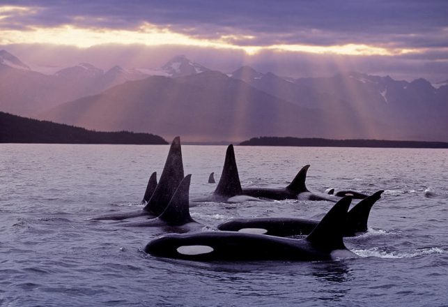 Killer Whale Evolution Driven By Whale Culture