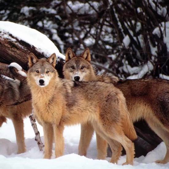 Wolves and Coyotes Are Getting Harder to Tell Apart