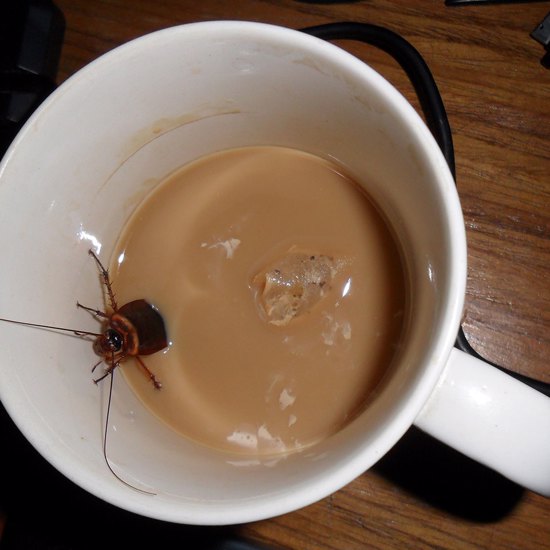 Got Roach? Cockroach Milk Is the Health Drink of the Future