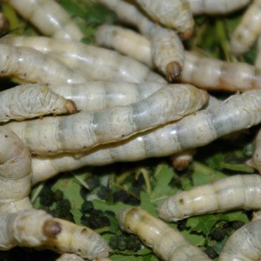 Genetically Modified Silkworms Spinning Body Armor Threads