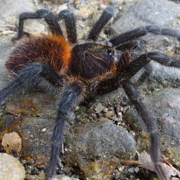 Newly Discovered Tarantula Has Barbed Genitalia