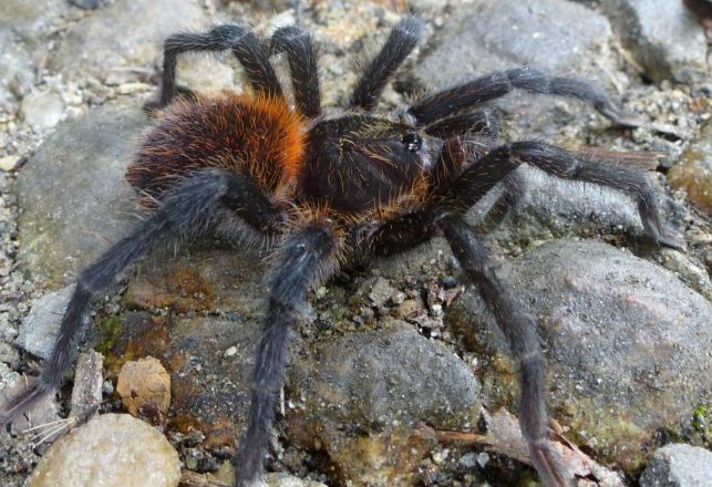 Newly Discovered Tarantula Has Barbed Genitalia