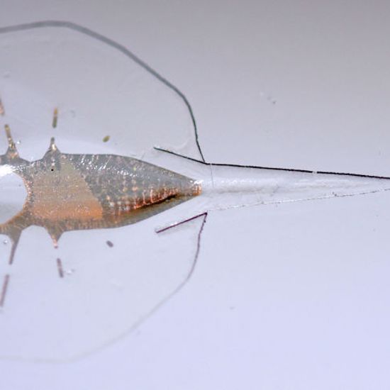 Living ‘Biohybrid’ Stingray Made From Heart Cells Of Rats