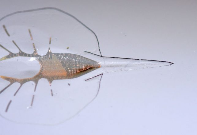 Living ‘Biohybrid’ Stingray Made From Heart Cells Of Rats