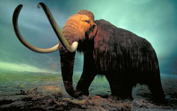 woolly mammoth 2 570x356