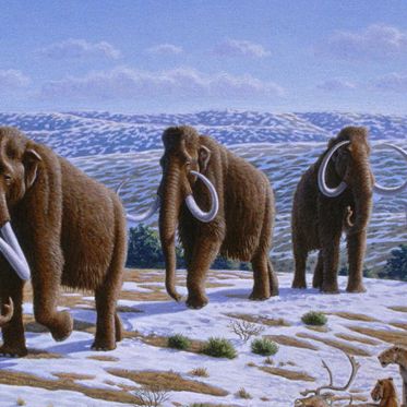 De-Extinction of Woolly Mammoth Could Save Arctic Permafrost