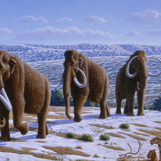 De-Extinction of Woolly Mammoth Could Save Arctic Permafrost