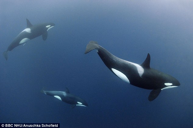 0D79BEAB00000578 2981464 Older female killer whales tend to take the lead like the one ab a 2 1425637327062