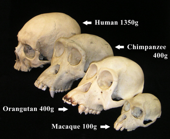 1024px-Primate_skull_series_with_legend_cropped
