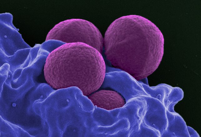 New MRSA-Fighting Antibiotic Discovered in Human Snot
