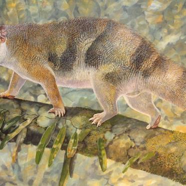 New Marsupial ‘Micro Lion’ Prowled 18 Million Years Ago