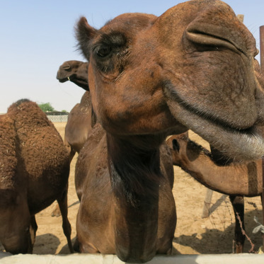 Your Dreaded Common Cold Probably Came From Camels