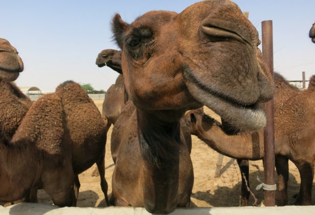 Your Dreaded Common Cold Probably Came From Camels