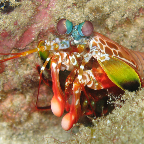 Fighting Mantis Shrimp Scope Out Their Competition Via UV Spots