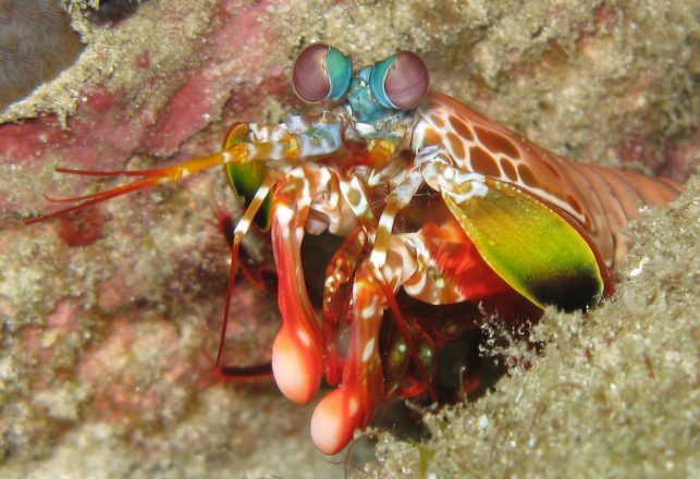 Fighting Mantis Shrimp Scope Out Their Competition Via UV Spots