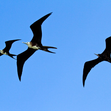 Proof That Birds Are Sleeping While They Fly