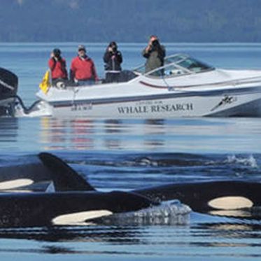 Whales May Hold Secret to Menopause and Mamma’s Boys