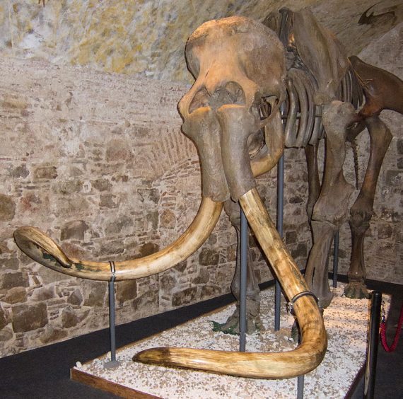776px-Woolly_mammoth_mount_(1)
