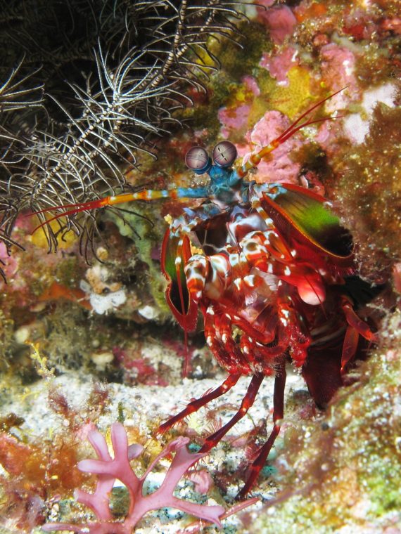 Curious_mantis_shrimp_from_Gilli_Banta_reef